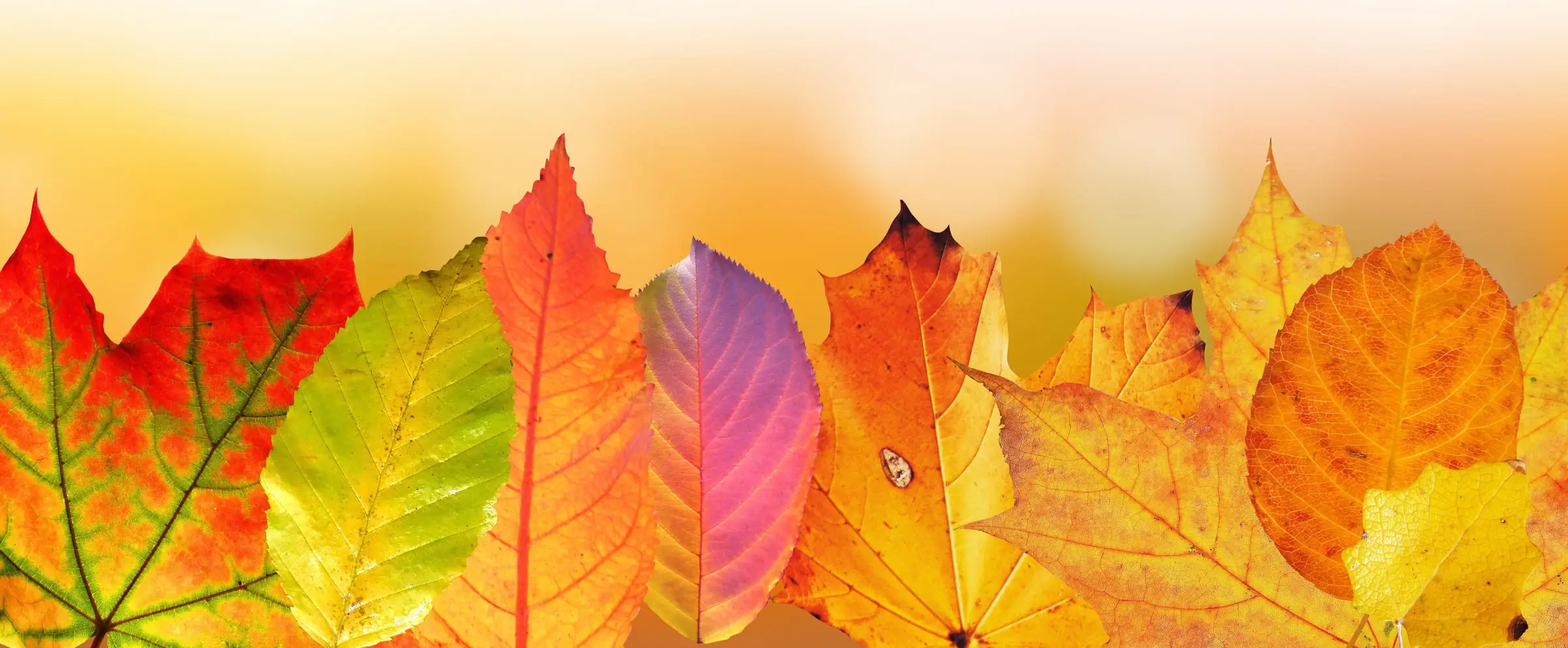 Autumn foliage in warm orange and gold