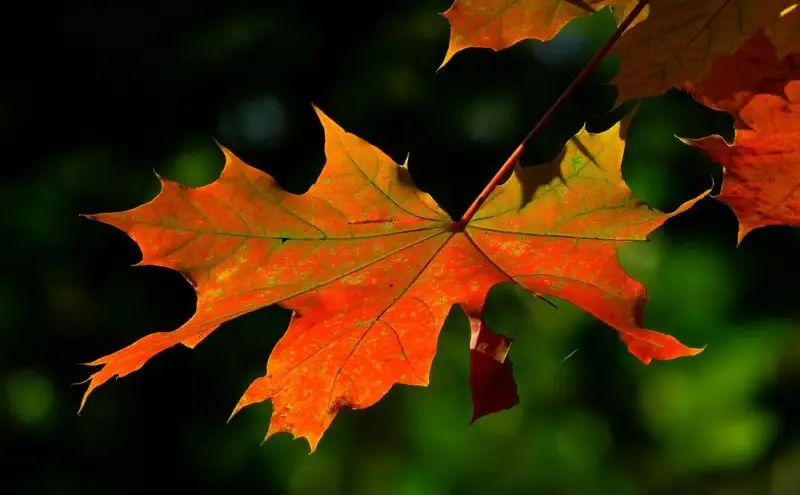 A maple tree in autumn colour