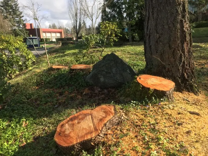 Freshly cut tree stumps on a grassy verge beside a large surviving trunk