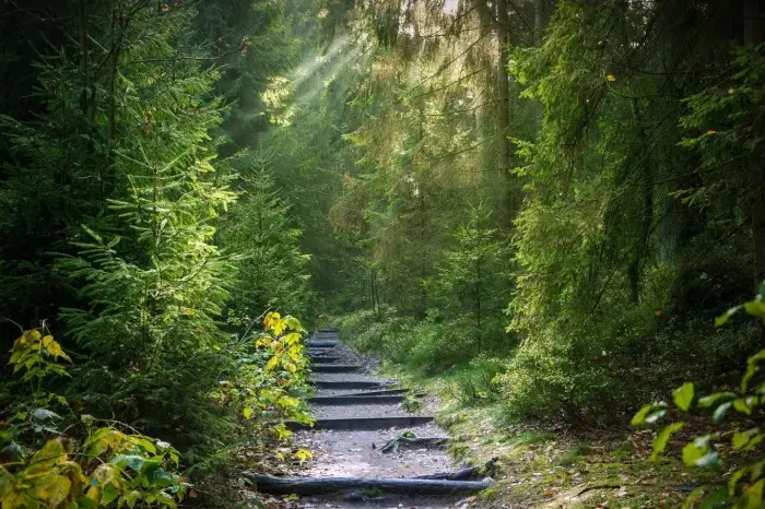 A path winding through a forest