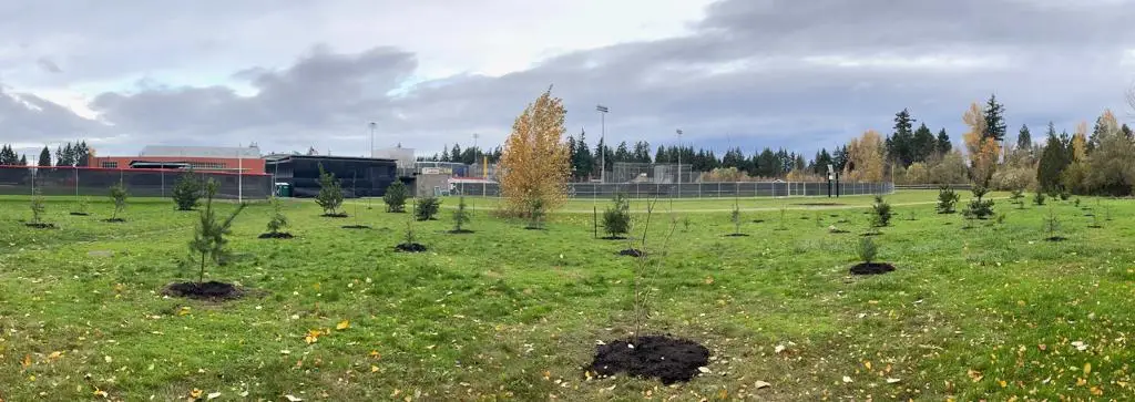 The Sammamish High School planting site