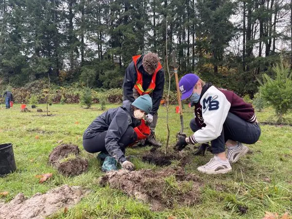 Volunteers kneeling to plant a young tree at the Sammamish High School community forest