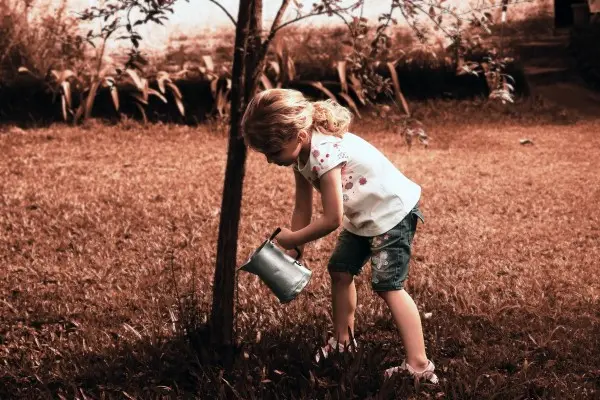 Watering a thirsty tree