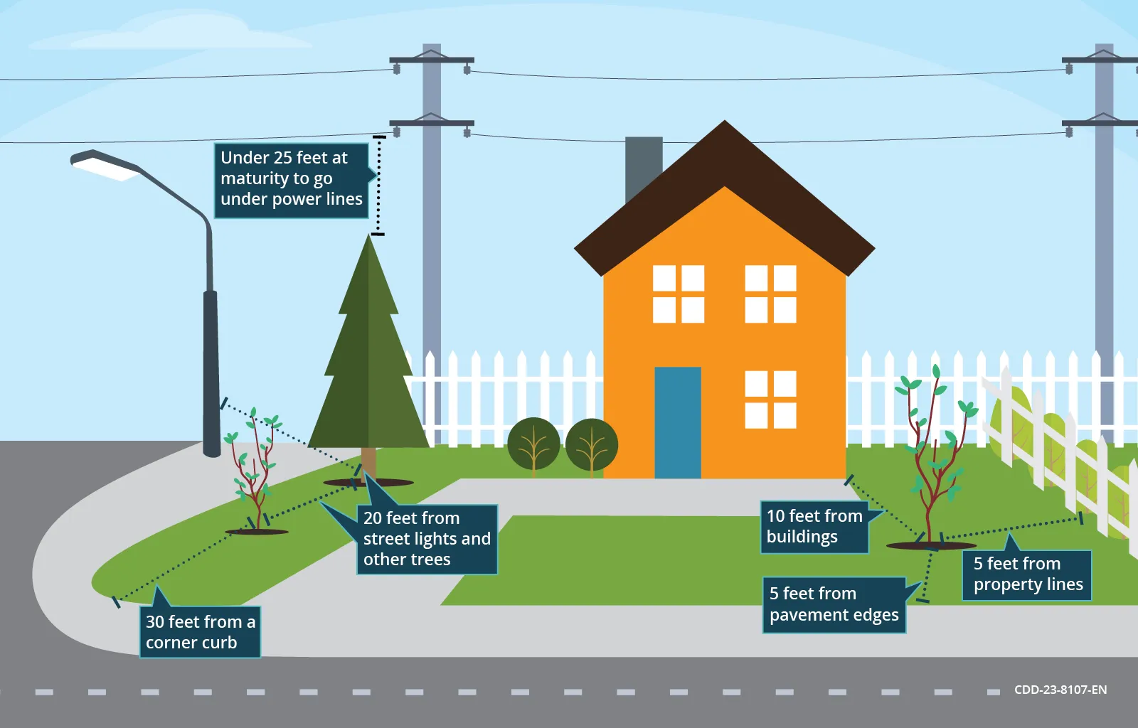 Illustrated guide to planting a tree correctly