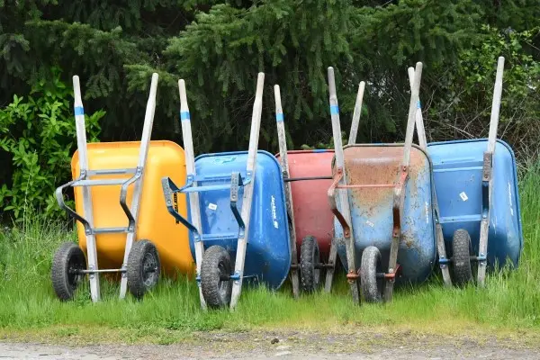 A row of well-used wheelbarrows leaning against evergreen trees